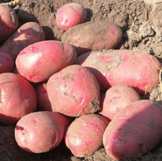 Великі та смачні бульби