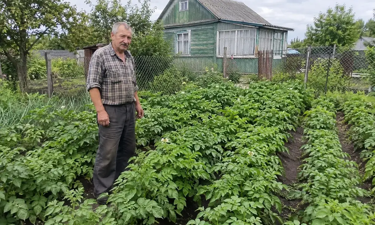 Кущі картоплі на грядці