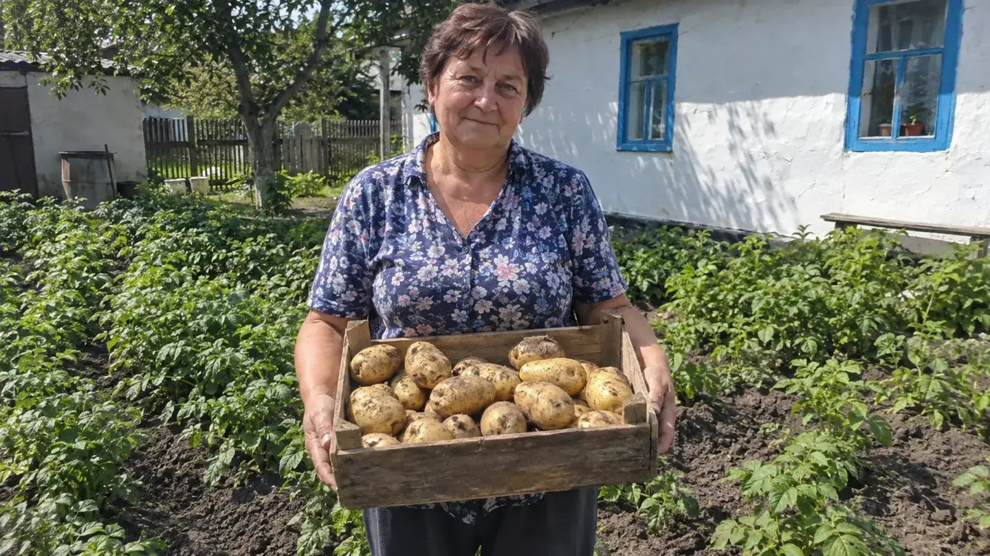 Озима Данська: бульби та урожай