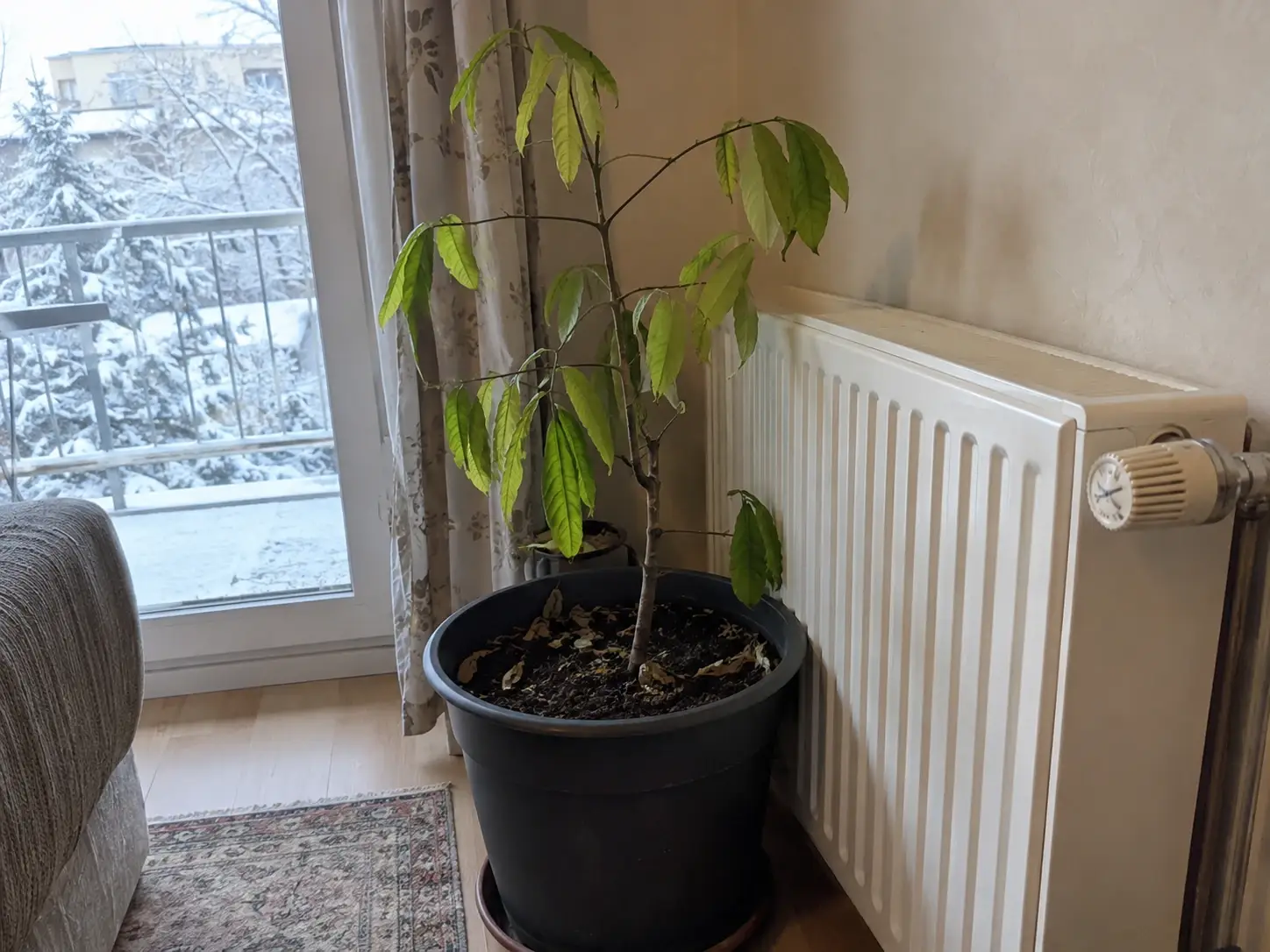 Азиміна в діжці біля батареї взимку