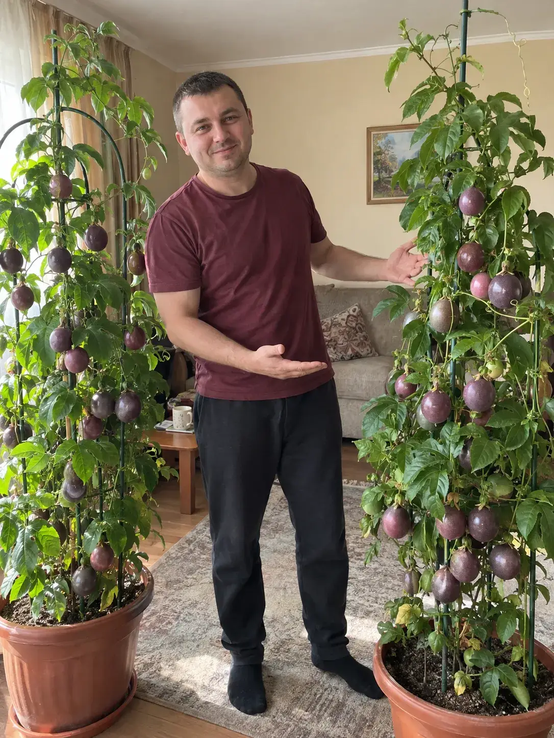 Стиглі плоди маракуї на ліані